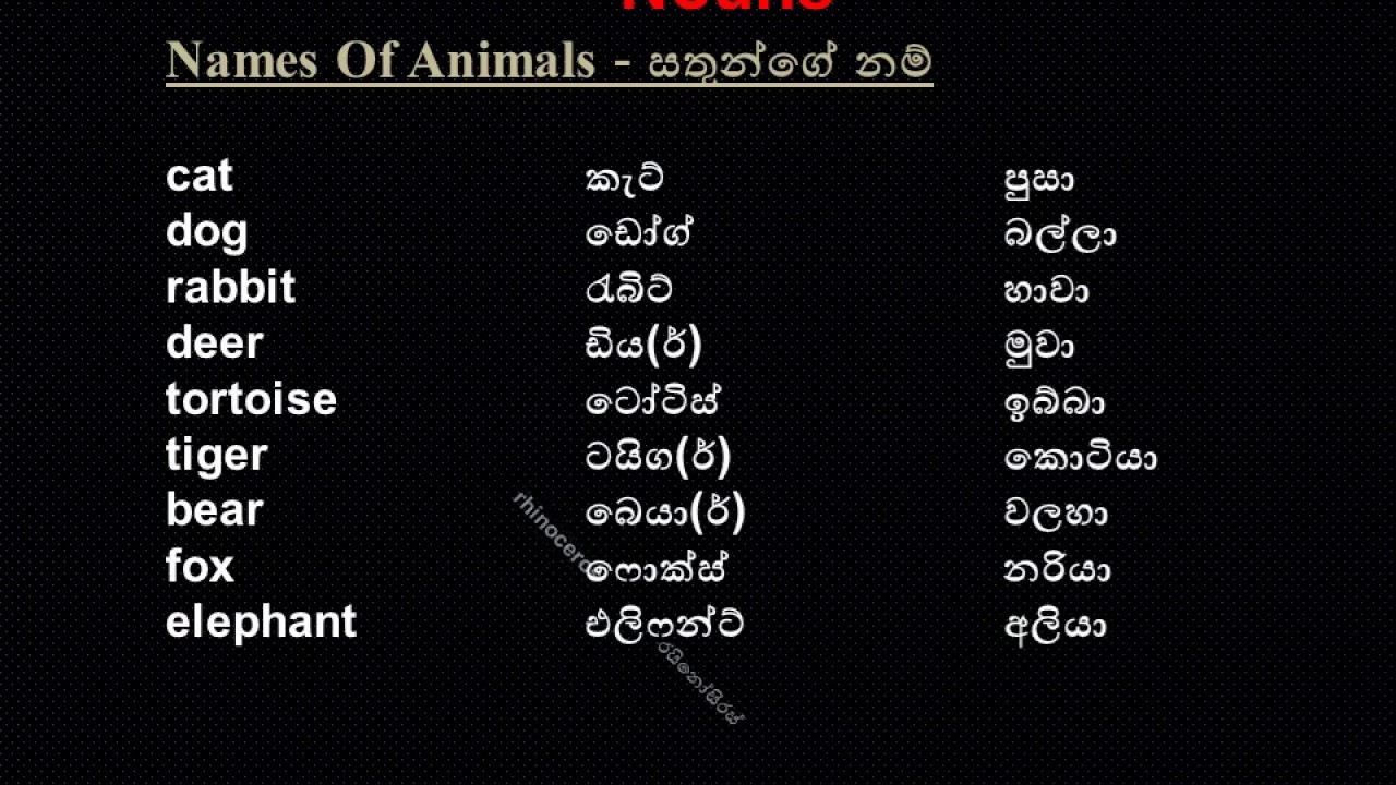 Name Of Animals - YouTube