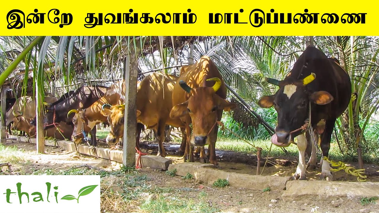 மாட்டுப்பண்ணை பற்றிய முழு தகவல் Dairy farmingdairy farm in Tamil