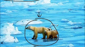 Darwin and Evolution Lecture Video - Mr. Seggerman