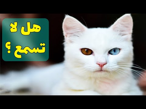 فيديو: القطة البيضاء ذات العيون الزرقاء: السلالات الشعبية ، الاستمالة ، الصور