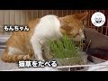 もんちゃん元気に猫草を食べる