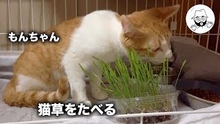 もんちゃん元気に猫草を食べる