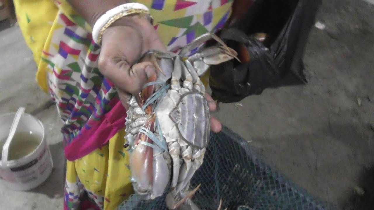 Big Size Crab Selling at Bakkhali Sea Beach West Bengal ...