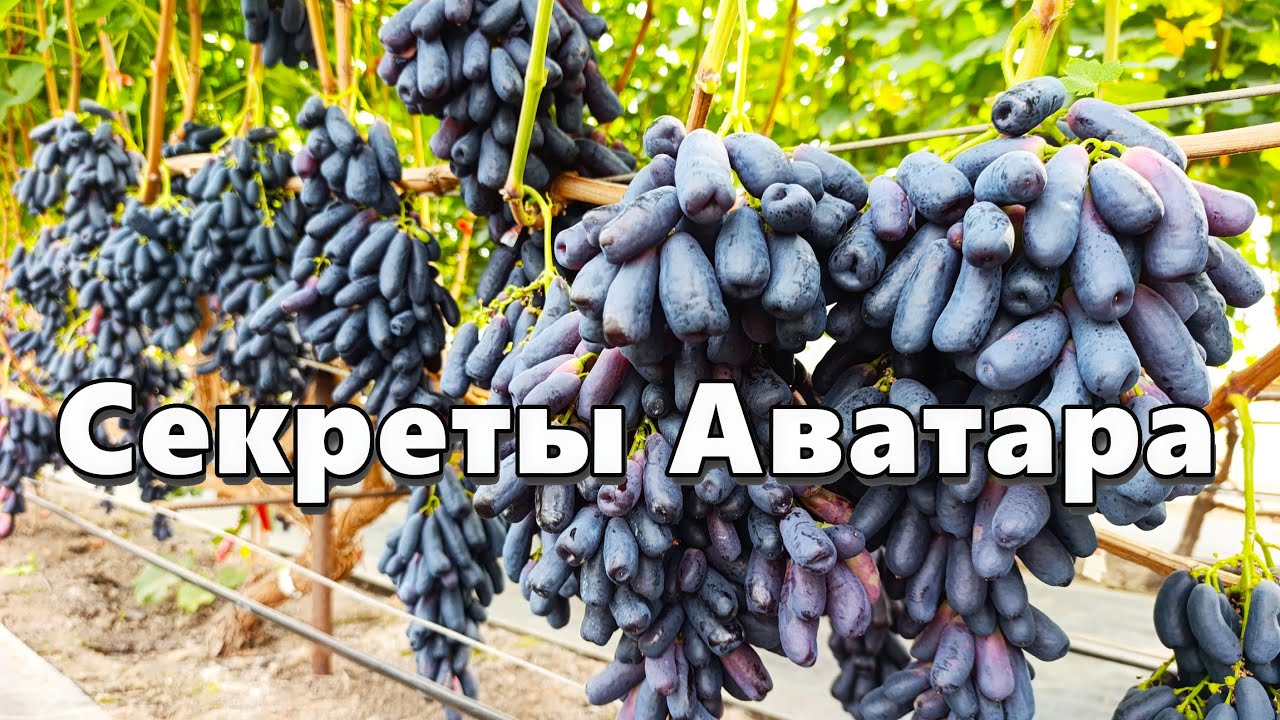 Особенности ухода за виноградом Аватар, советы, как получить большой урожай и т.д.