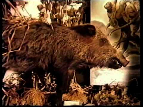 \"გინდ დაიჯერეთ,გინდ არა\"კახეთი,ნაწილი 1.