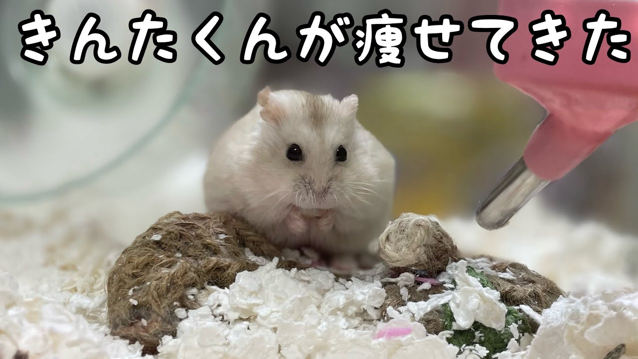 ハムスター YouTube