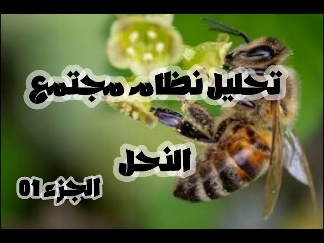 الدرس 07: تحليل نظام مجتمع النحل وكيفية عمله الجزء 01 صفحة 20 علوم طبيعية سنة 02 متوسط