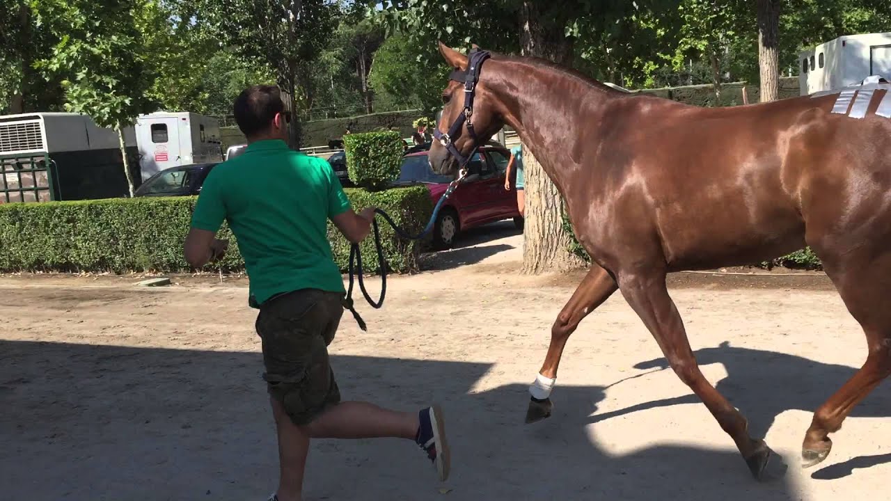 11.Sound horse trotting YouTube