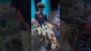 Our ￼ bamardi has arrived 🤣#￼ liger#comedy#viral #funny #minivlog #shortvideo