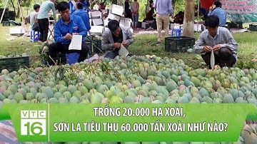 Trồng 20.000 ha xoài, Sơn La tiêu thụ 60.000 tấn xoài như nào? | VTC16