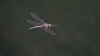 Slo-mo of dragonfly in flight