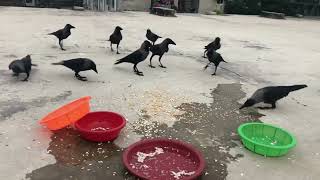 Crow Sound কাকের ডাক Crow ki Awaz Loudly | Crow bird Fight for Food | Bird and Animal Sound by Realistic Animal Sounds 84 views 3 months ago 4 minutes, 46 seconds