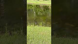 Lady and Girl Briefly Chased by a Curious Small Alligator