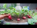 Brilliant idea. Recycling tires to grow Radish for more tubers | Growing Radish from seeds