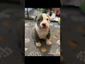 🌷CHER🌷 #love #shorts #viral #cute #adoptdontshop #rescuedogs #adoptionrocks #dog #viral #cute #money