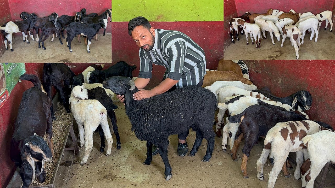 Kota Karnataka Guntur multiple breeds Available at MGS