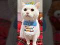 14th birthday #shorts #cat #scottishfold #cute #kucing #बिल्ली #pets #고양이 #猫 #قطة #kedi #kitten