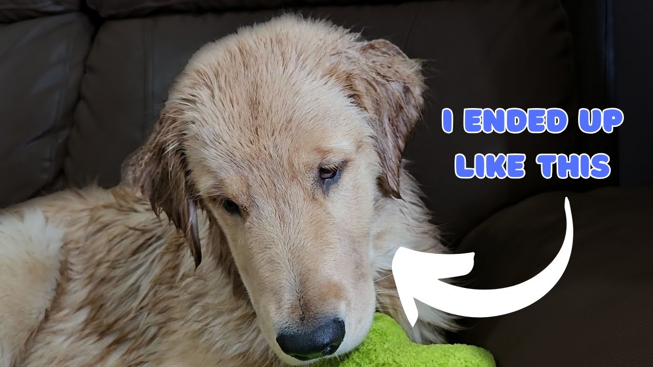 Golden retriever puppy home makeover incident YouTube