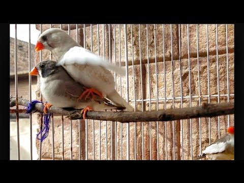 Finch mating 2