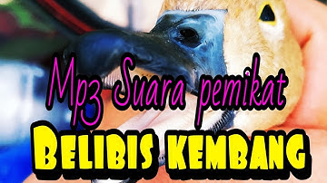 suara belibis alis alis kuning