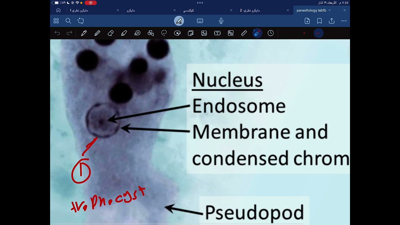 Microbiology ll   lec 2