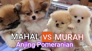 Beda Anak Anjing Pomeranian Mahal VS Murah