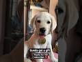 Gratitude post #gratitude #labrador #dog #doglife #pets #love#dailyvlog #dailyupdates #dogshorts