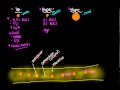 Isotonic And Hypertonic Solutions