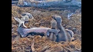 2019-05-25  Live fish with the chicks and #3 topples #2 | Boulder County Osprey Cam
