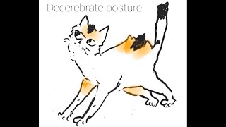 Regulation Of Stretch Reflex & Muscle Tone A Decerebrate Model