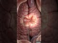 Black Stool? Think Gastric Ulcer