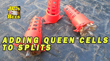 Adding Queen Cells To Spilts