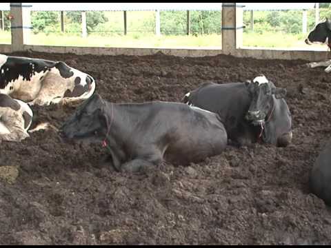Vídeo: Os dejetos de suínos são bons para grama?