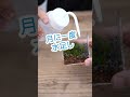苔テラリウムの水やり方法おしえます。#苔テラリウム #水やり #育て方