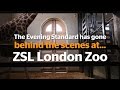 Behind the scenes at...ZSL London Zoo