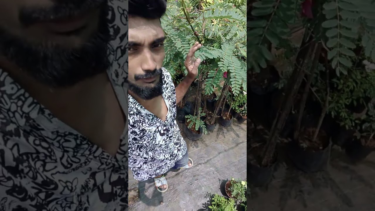 അഗസ്തി ചീര