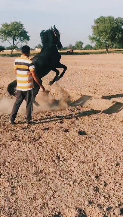 bhati stud farm 🐴🐴@shubhambhatisb576#clips #horse  #shorts #short #trending #viralshorts #viralvideo