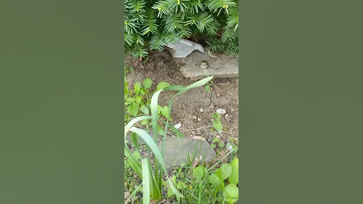 We had tiny visitors