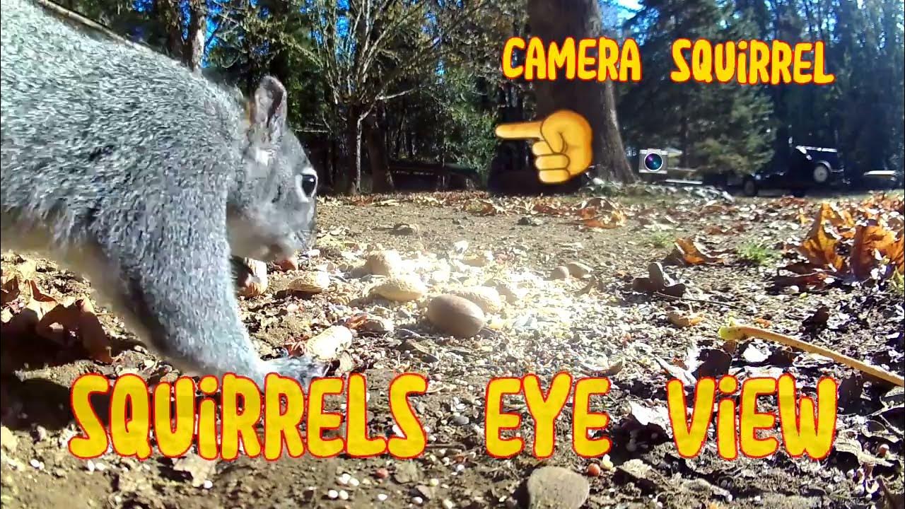 Squirrels Eye View YouTube