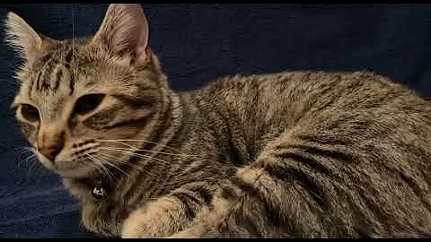 Video 9530901: american shorthair cat, cats catlover cutecat, cutecat baby cat, cat feline