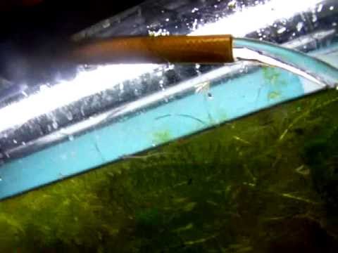 10 Rules for Your Aquarium Water Change Schedule - Breeder Tank Water Changes And Testing