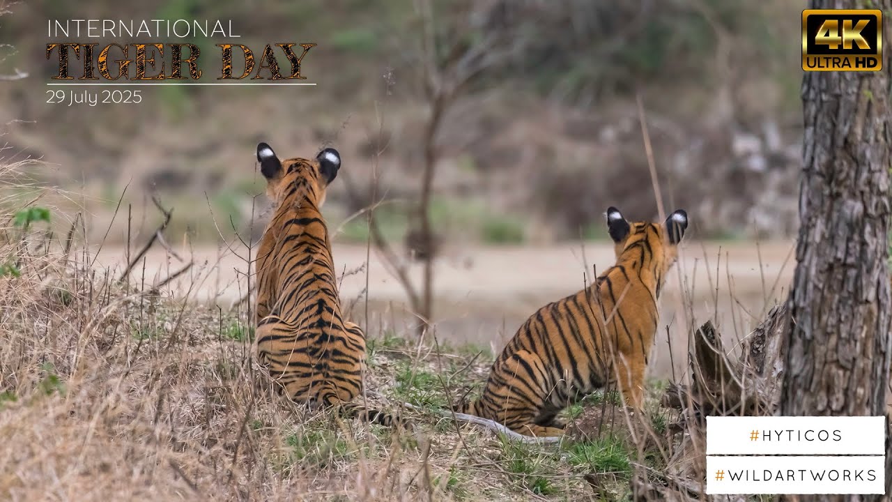 International Tiger Day - A Conservation Story by HYTICOS