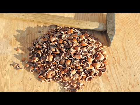 Hazelnut shelling/cracking lifehack