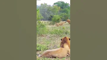 Https Kwai Video Com P ZDCsxW4y 
