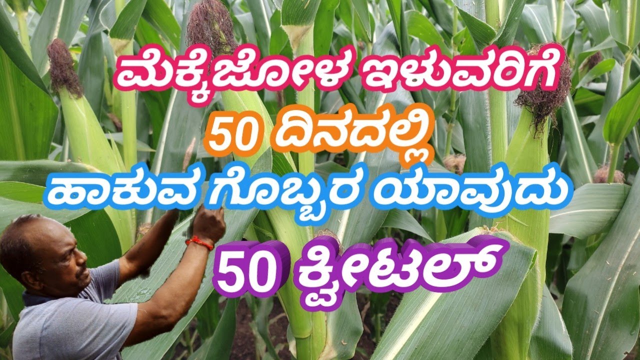 50 ಕ್ವೀಟಲ್ 👍 ಮೆಕ್ಕೆಜೋಳ ಇಳುವರಿಗೆ ಹಾಕುವ ಗೊಬ್ಬರ || Fertilizer ✅️