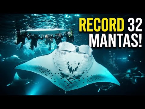 INSANE Snorkeling Tour with RECORD 32 Giant Mantas! Big Island, Hawaii