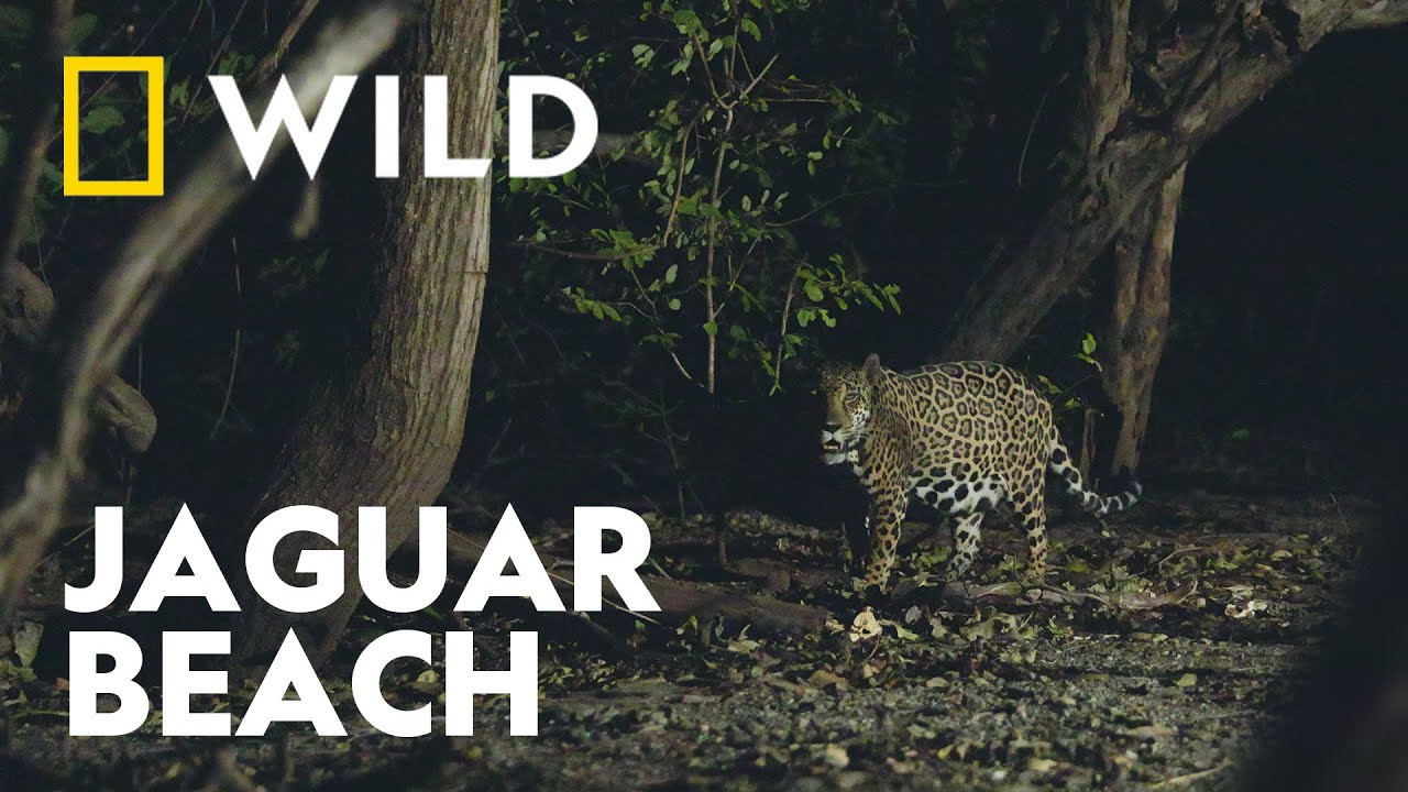 How Jaguars are Helping Sea Turtles | Big Cat Month | National Geographic WILD UK