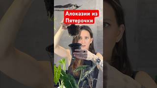 Алоказии из пятерочки