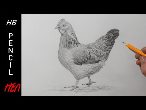 chicken pencil drawing by PatrissaArt on DeviantArt