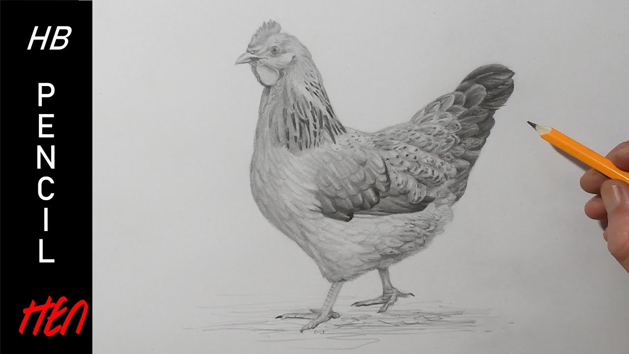How to Draw a Chicken (Farm Animals) Step by Step | DrawingTutorials101.com